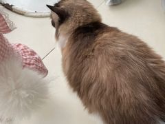 -怪兽屋·羊驼·猫咖·狗咖(俊华广场店)