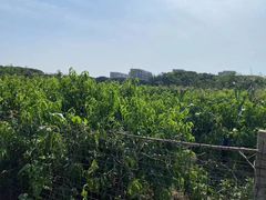 -南汇新场正宗水蜜桃采摘