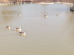-盐城丹顶鹤湿地生态旅游区
