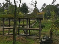 -中国大熊猫保护研究中心雅安碧峰峡基地