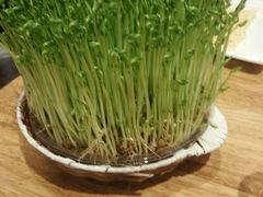 鲜豆苗-好彩猪肚鸡(正弘城店)