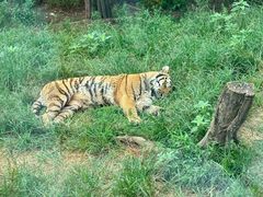 -大连森林动物园