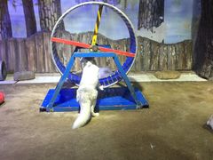 -芜湖新华联大白鲸海洋公园