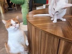 -飞行喵MR PILOT|猫舍·猫咖(静安大融城店)