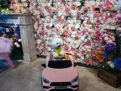 -百好乐宠物友好餐厅(朝外大街店)