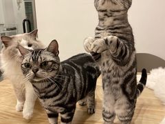 -有喵·猫咖·狗咖·30几只猫10只小狗(岗厦店)