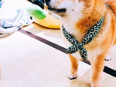 -逗柴咖啡屋·狗咖猫咖宠物桌游