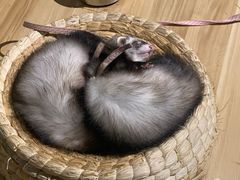 -zoonana室内动物园(东方福来德店)