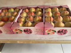 -南汇新场正宗水蜜桃采摘