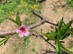 -南汇桃花村