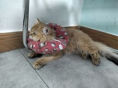 -凯特喵百思猫专科医院