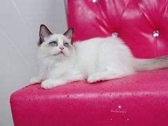 -Bastet sally猫舍购宠(静安店)