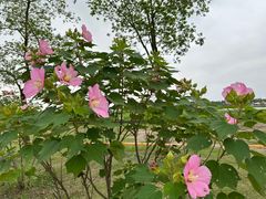 -春花秋色城市公园