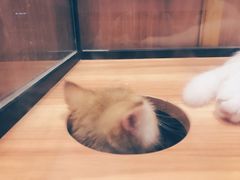 -袖虎·猫馆(体育西路店)