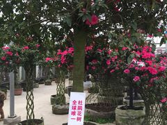 -保利石象湖景区
