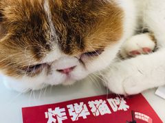 -飞行喵MR PILOT|猫舍·猫咖(静安大融城店)