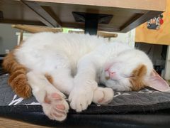 -平行世界·猫咖(首经贸店)