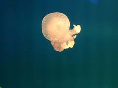 -福州罗源湾海洋世界旅游区