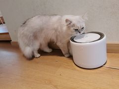 -猫腻·猫咖·撸猫馆(星光大道店)