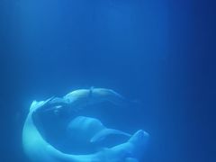 -大连圣亚海洋世界