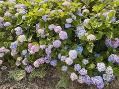 -紫颐香薰山谷景区