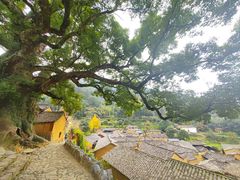 -杨家堂村