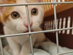 -瑞派康怡24h宠物医院·犬猫医疗中心·微创绝育(瑞景分院)