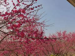 -花开海上生态园