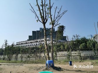 重庆这几天 冬日的暖阳