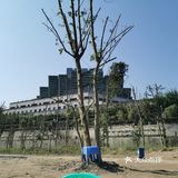 重庆这几天 冬日的暖阳