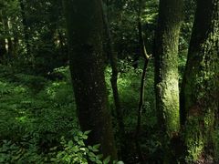 -缙云山景区
