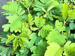 -循礼门鲜花花市(武汉循礼门店)