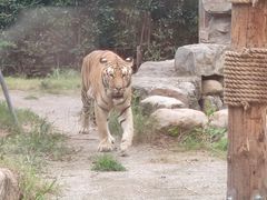 -上海野生动物园老虎餐厅