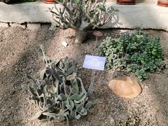 -南山植物园