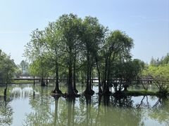 -贡湖湾湿地公园