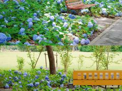 -上海滨江森林公园