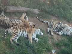 -大连森林动物园