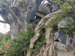 -都江堰玫瑰花溪谷