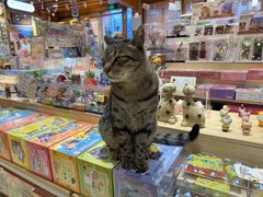-猫的天空之城概念书店(丽江古城饮玉巷店)