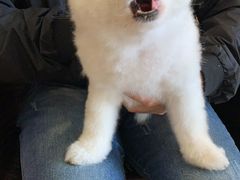 -美联众合宠物医院·爱萌分院·内外科·猫科中心