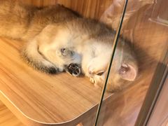 -猫十亿·布偶金渐层·曼基康矮脚猫舍(青年路店)