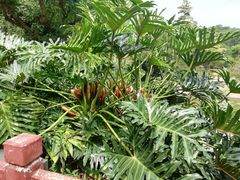 -云溪植物园