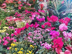 -曲阳花鸟市场(曲阳路店)