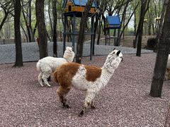 -北京野生动物园