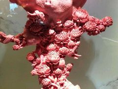 -绮丽珊瑚(台北101旗舰门市店)