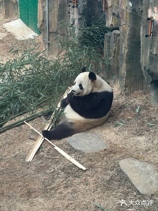 大连森林动物园图片