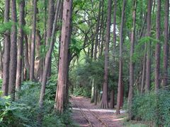 -上海共青森林公园