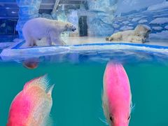 -泉城欧乐堡海洋极地世界