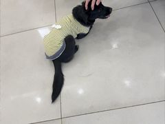 -艾贝尔宠物医院 ·中兽医·宠保定点(北门桥店)