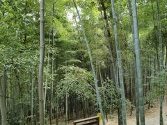 -上海佘山国家森林公园天马山园